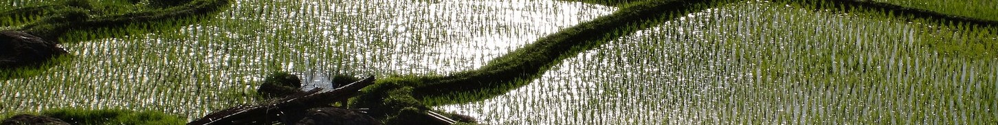 Sawah terasering Batutumonga, Toraja Utara